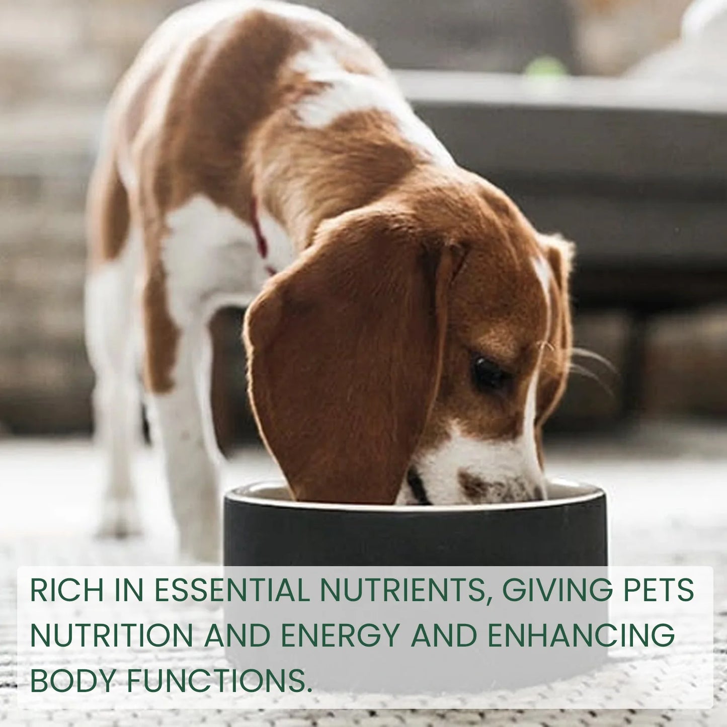 Dog Probiotics Drops – Digestive Health & Gut Support Supplement | Helps with Upset Stomach, Vomiting & Nutrient Absorption | Fast-Acting Liquid for Pet Nutrition