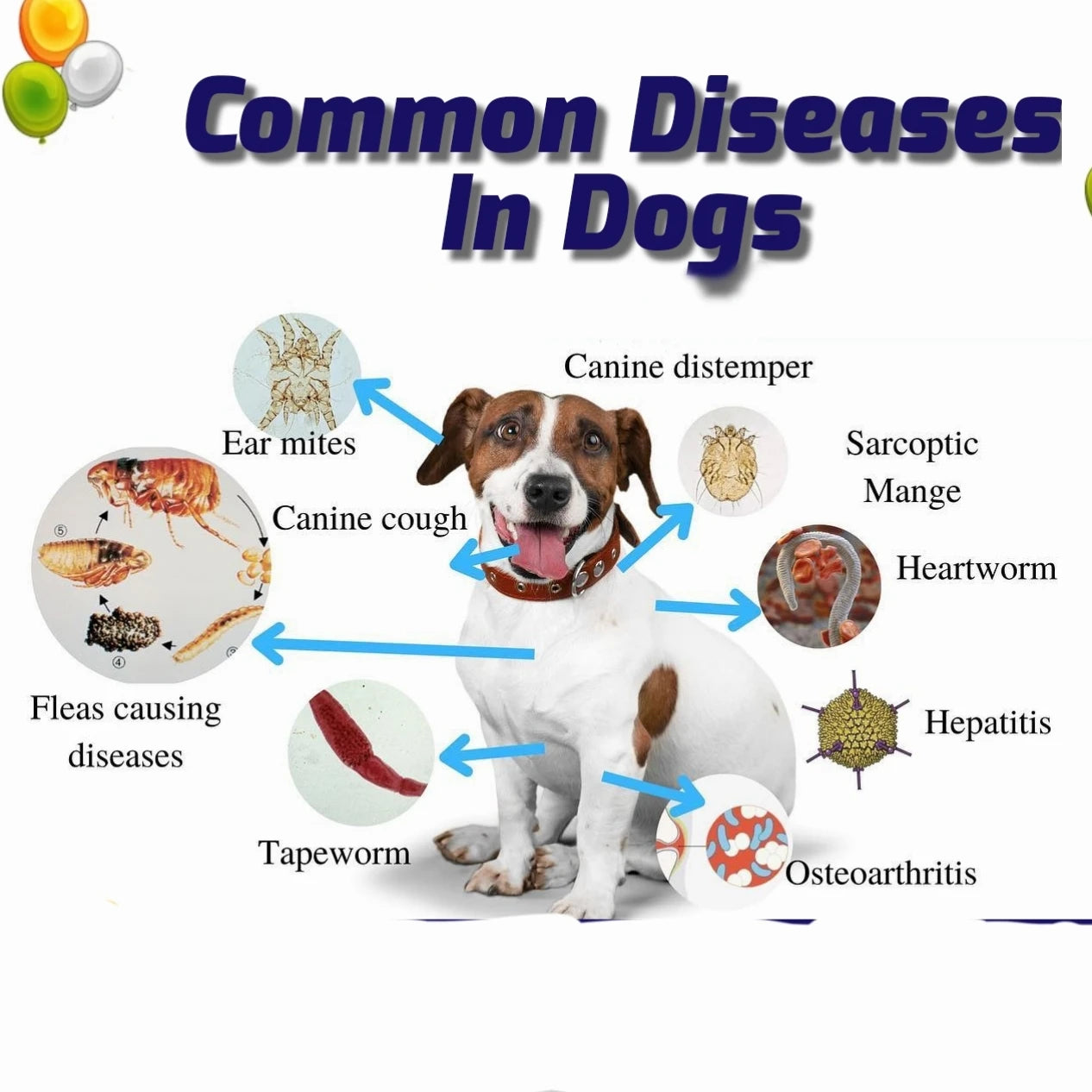 3-in-1 Veterinary Combo Test Kit for Cats & Dogs – Ehrlichia, Anaplasma & Heartworm Detection